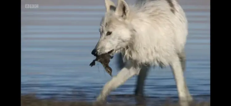 Arctic wolf (Canis lupus arctos) as shown in Frozen Planet - Spring